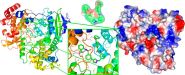 Componente acoplado del virus dengue RdRp Componente acoplado del virus dengue RdRp