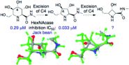 Structural essentials for β-N-acetylhexosaminidase inhibition by amides of prolines, pipecolic and azetidine carboxylic acids Structural essentials for β-N-acetylhexosaminidase inhibition by amides of prolines, pipecolic and azetidine carboxylic acids